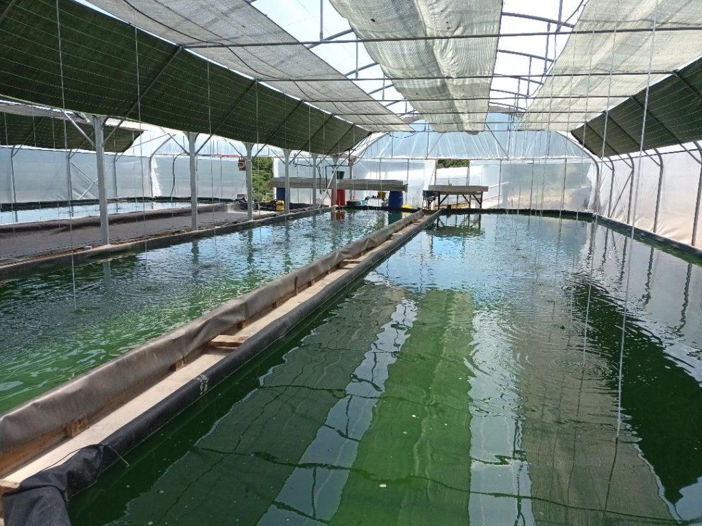 bassins de spiruline en cour de production