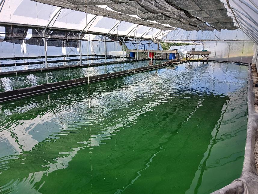 Bassin en cour de production
