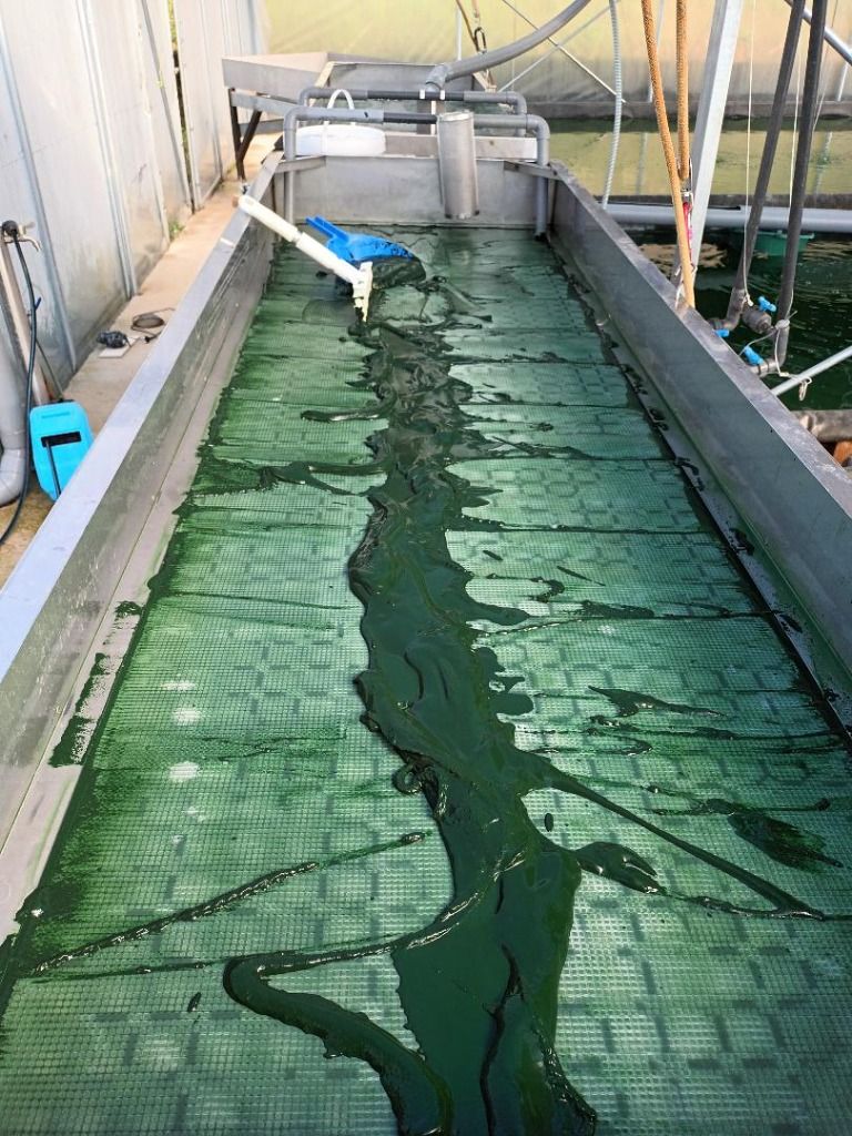 Récolte de la spiruline par raclage du filtre de 30 microns